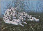 (image for) White Tigers in the Mist
